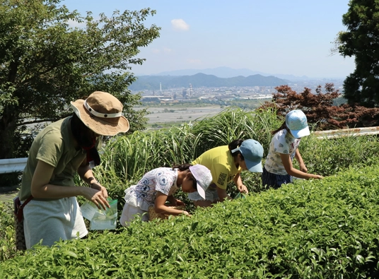 茶摘み体験